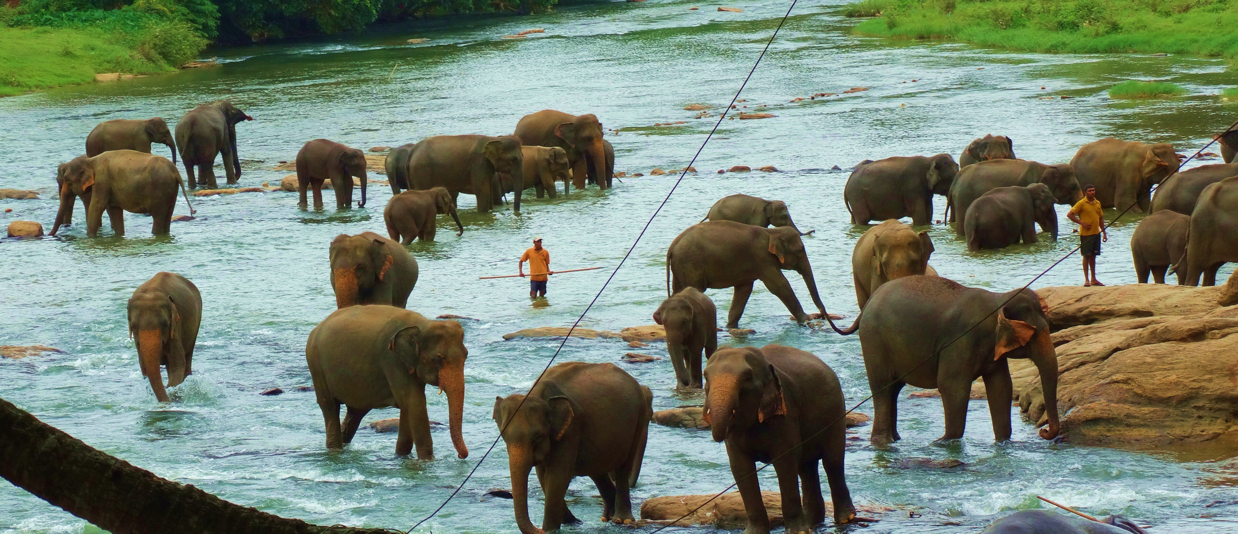 Słonie z Pinnawala nad potokiem Ma Oya. 
